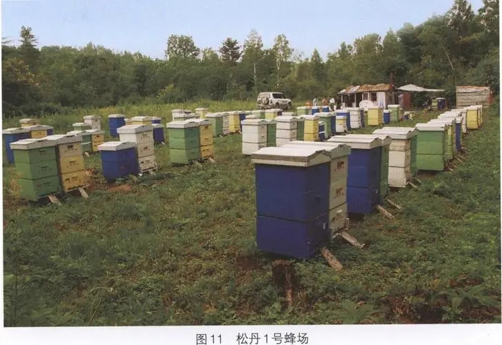 蜂種.webp.jpg