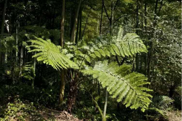 海南國家二級(jí)保護(hù)野生植物采集許可證