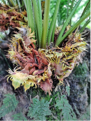 海南國家一級(jí)保護(hù)野生植物采集許可證